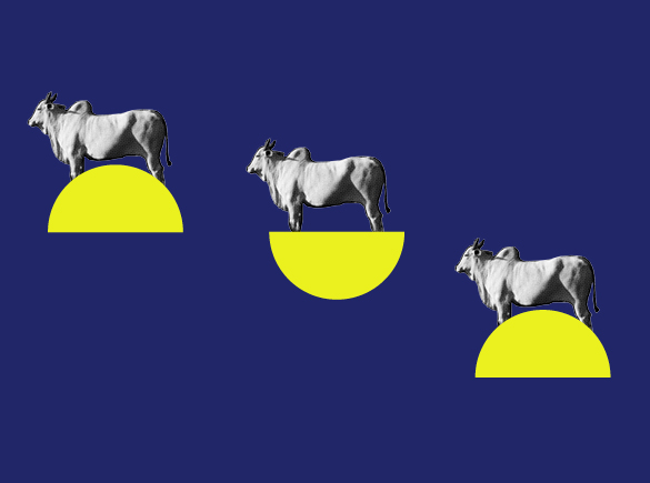 É verdade que o Brasil tem mais boi do que gente?