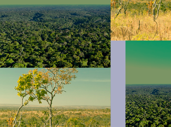 É verdade que a Amazônia pode virar um deserto?